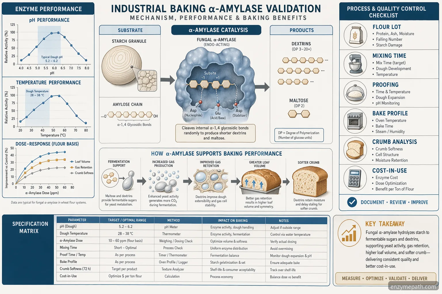 alpha-amylase baking enzyme market process guide diagram of starch hydrolysis, pH, temperature and QC checks