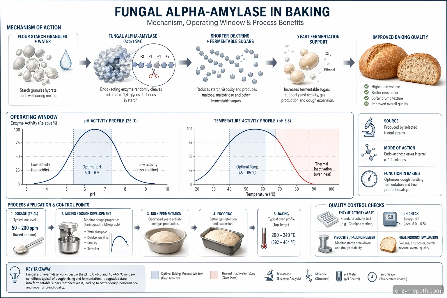 alpha amylase baking enzyme market process diagram showing starch conversion, dosage, pH, and oven temperature