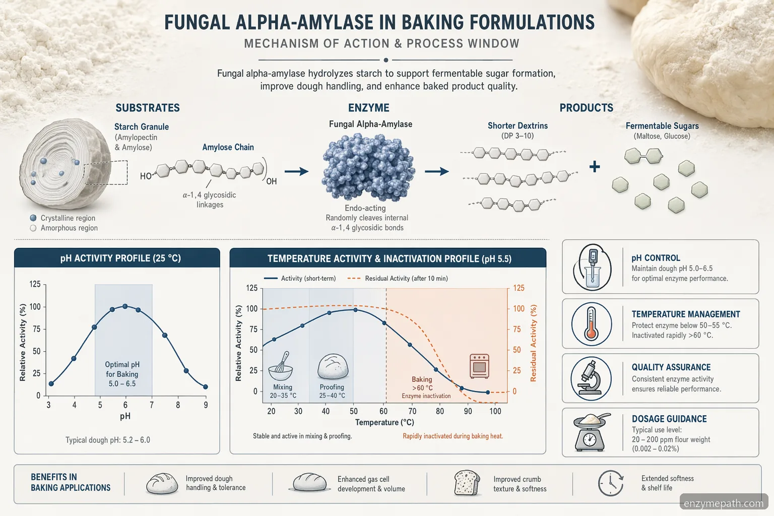 baking enzyme fungal alpha-amylase process diagram showing starch breakdown, pH-temperature window, and heat inactivation