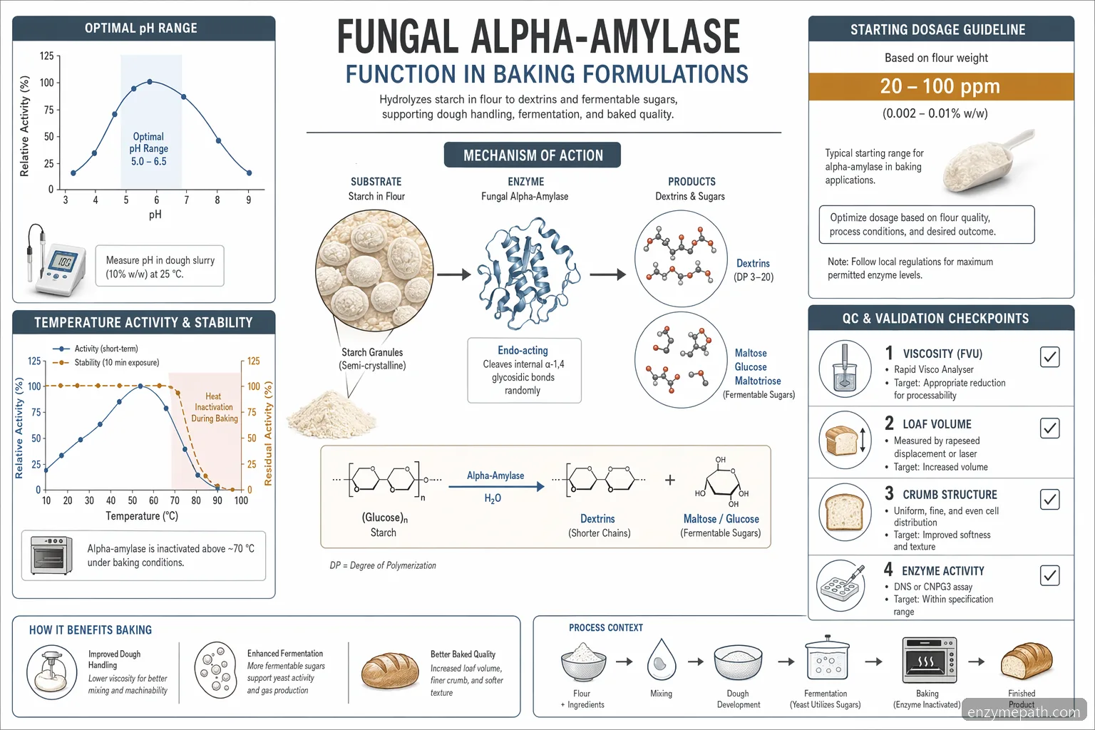 Baking enzyme market fungal alpha-amylase mechanism showing starch hydrolysis, pH range, heat inactivation, and QC