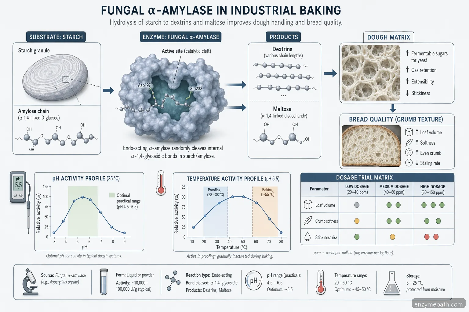 baking enzymes where to buy fungal alpha-amylase diagram showing starch breakdown, pH range, temperature window, and dosing