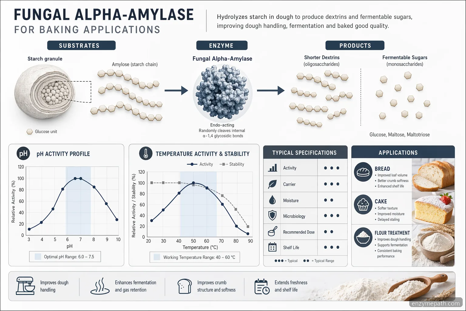 enzymes baking industry fungal alpha-amylase process diagram showing starch conversion, pH-temperature range, and QC checks